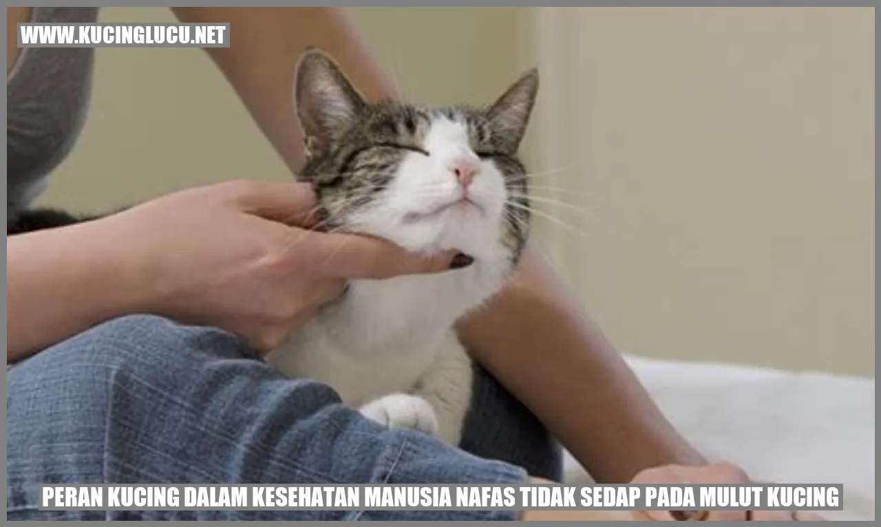 Gambar Kucing