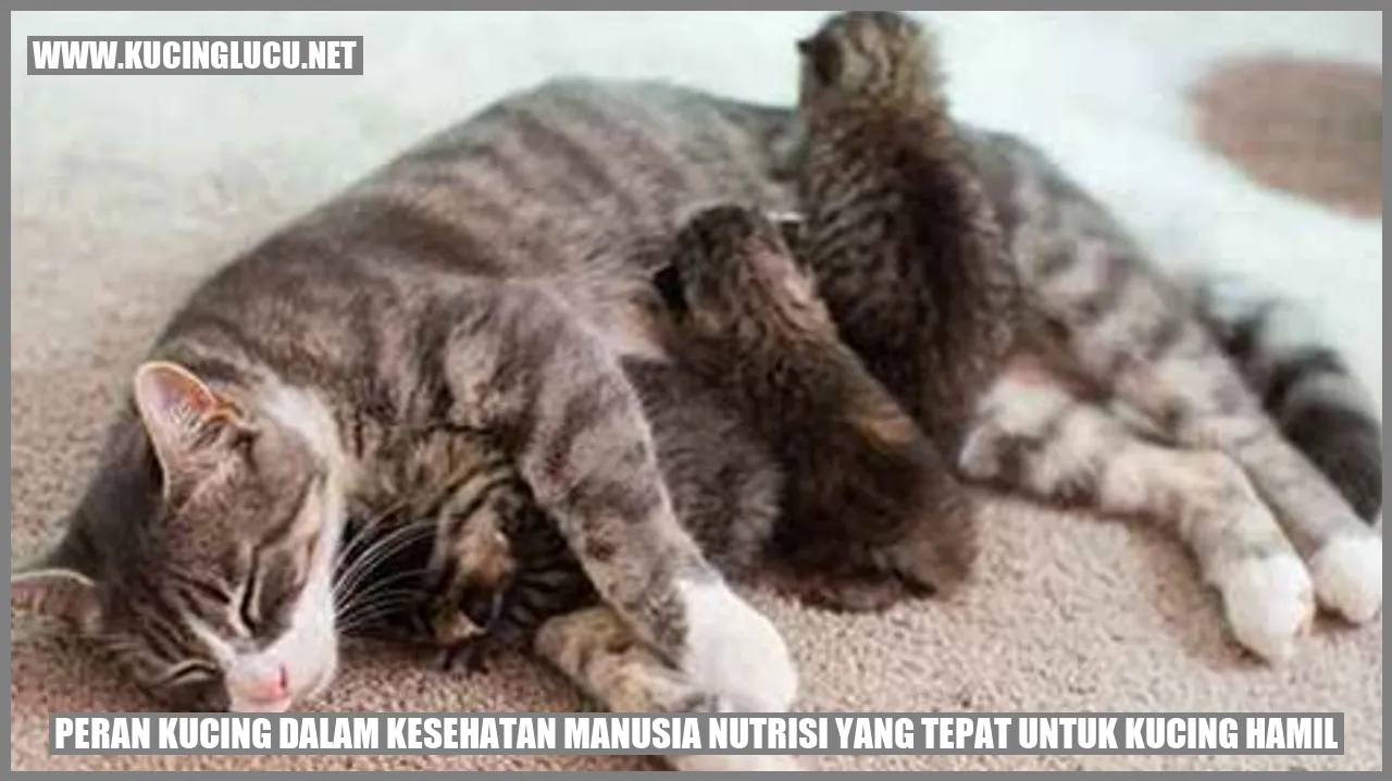 Kucing Hamil