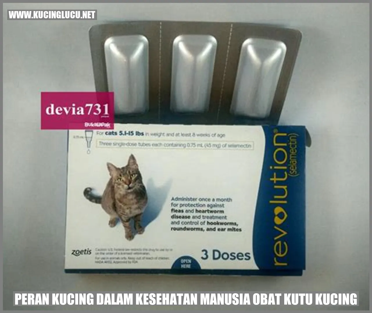 Peran Kucing dalam Kesehatan Manusia