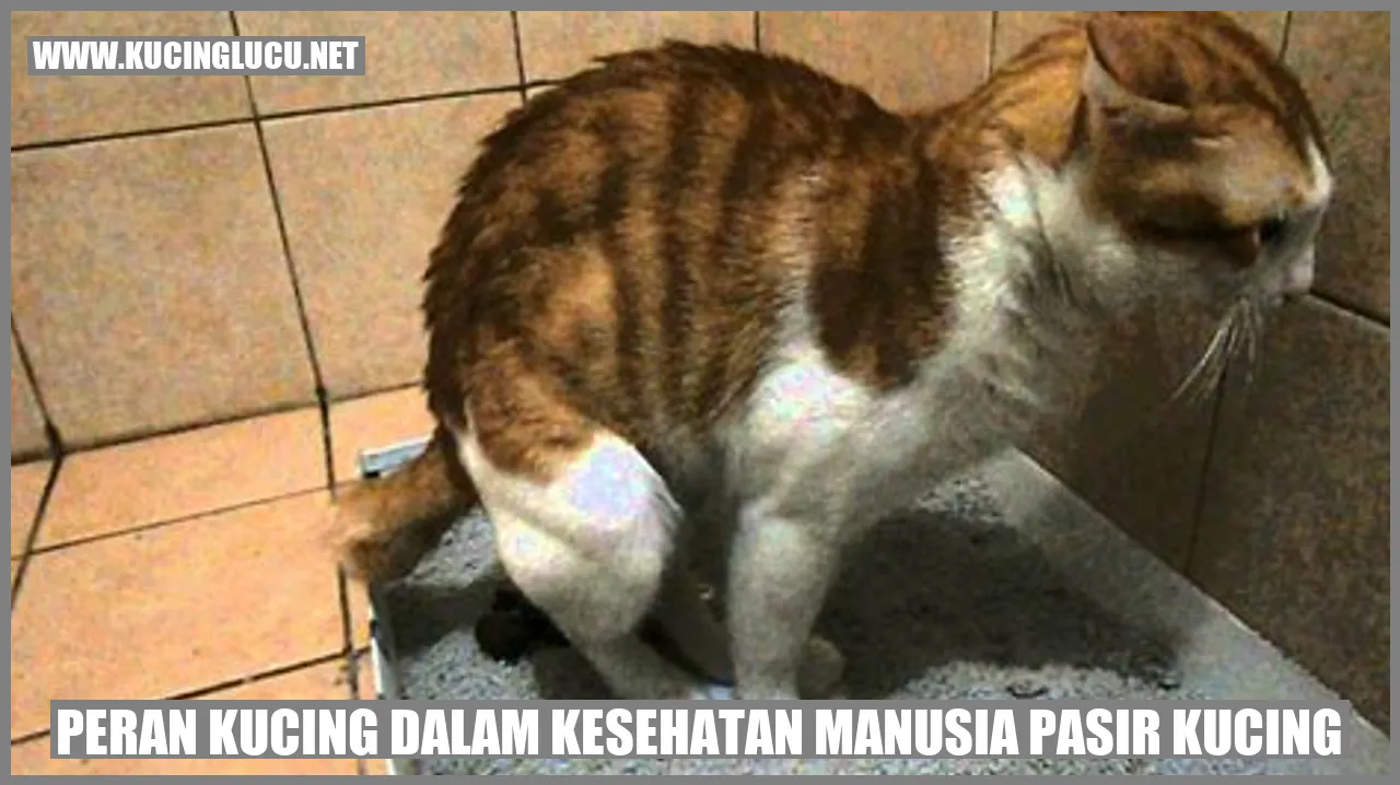 Peran Kucing dalam Kesehatan Manusia