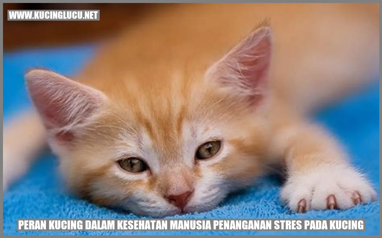 Kucing yang menggemaskan
