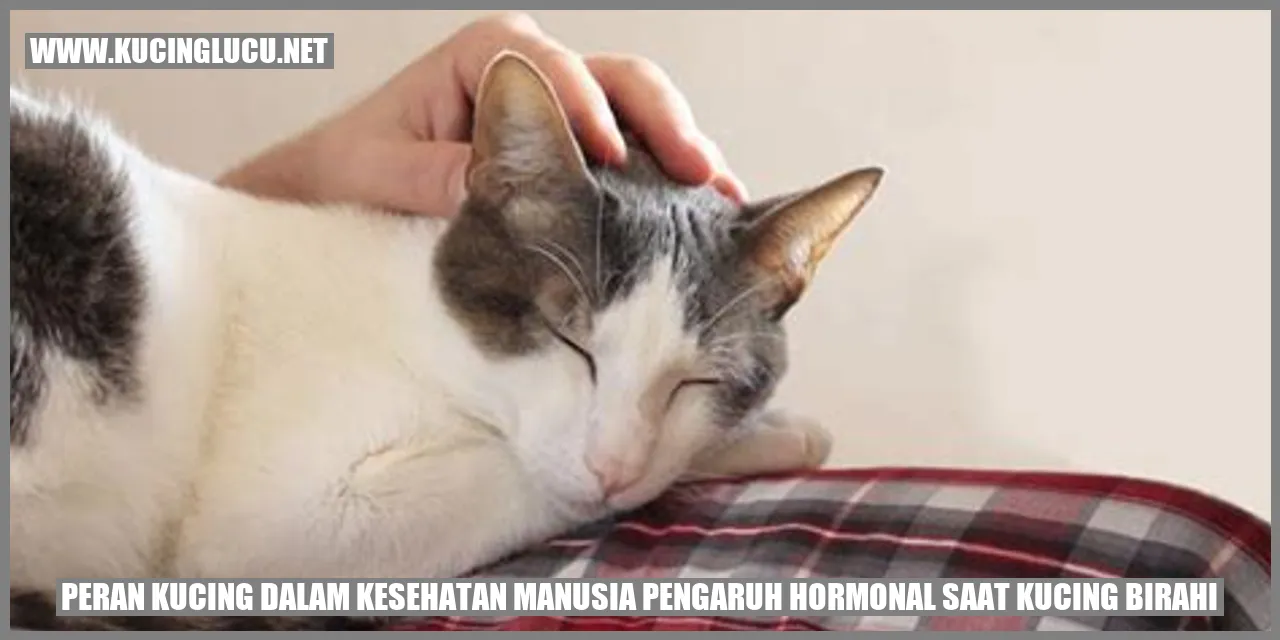 Peran Kucing dalam Kesehatan Manusia pengaruh hormonal saat kucing birahi