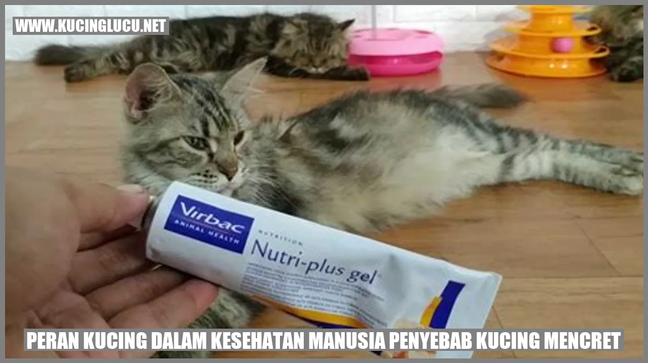 Kucing