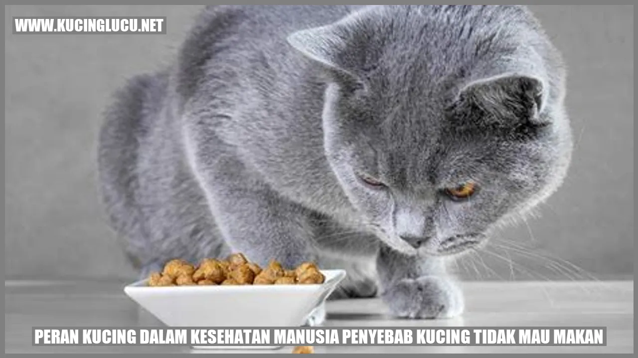 Peran Kucing dalam Kesehatan Manusia penyebab kucing tidak mau makan