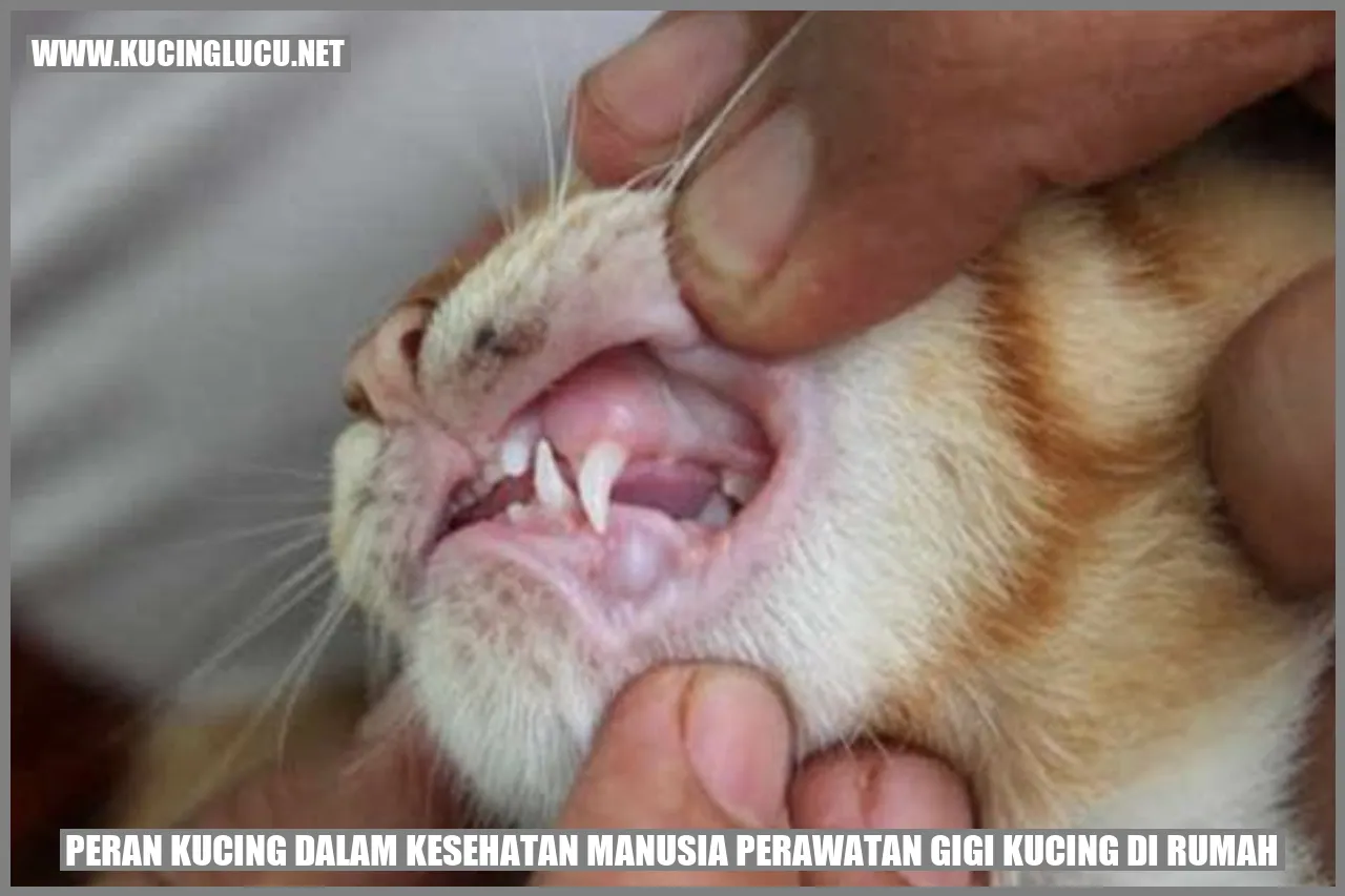 Gambar Kucing saat Pemeriksaan Gigi