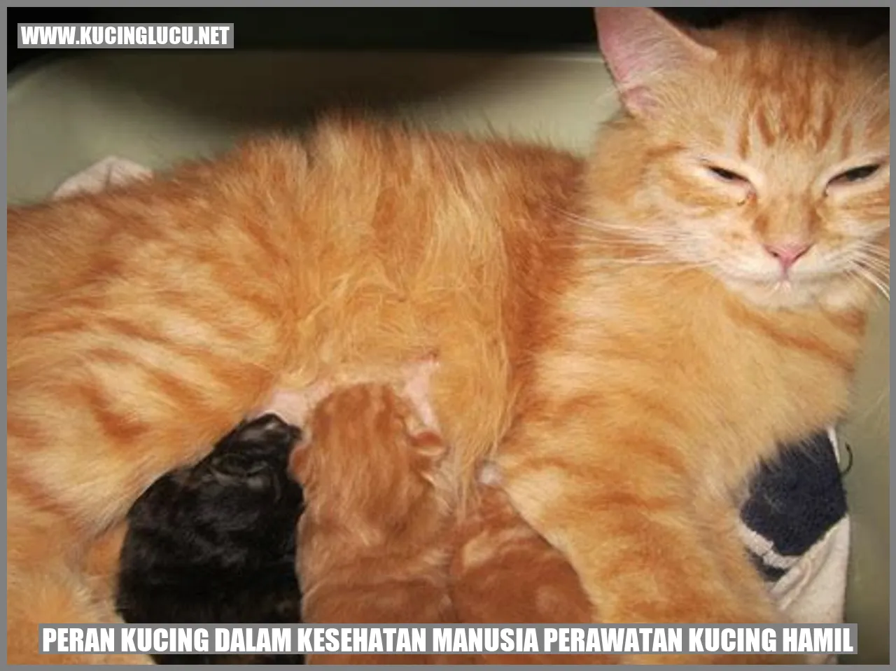 Peran Kucing dalam Kesehatan Manusia perawatan kucing hamil
