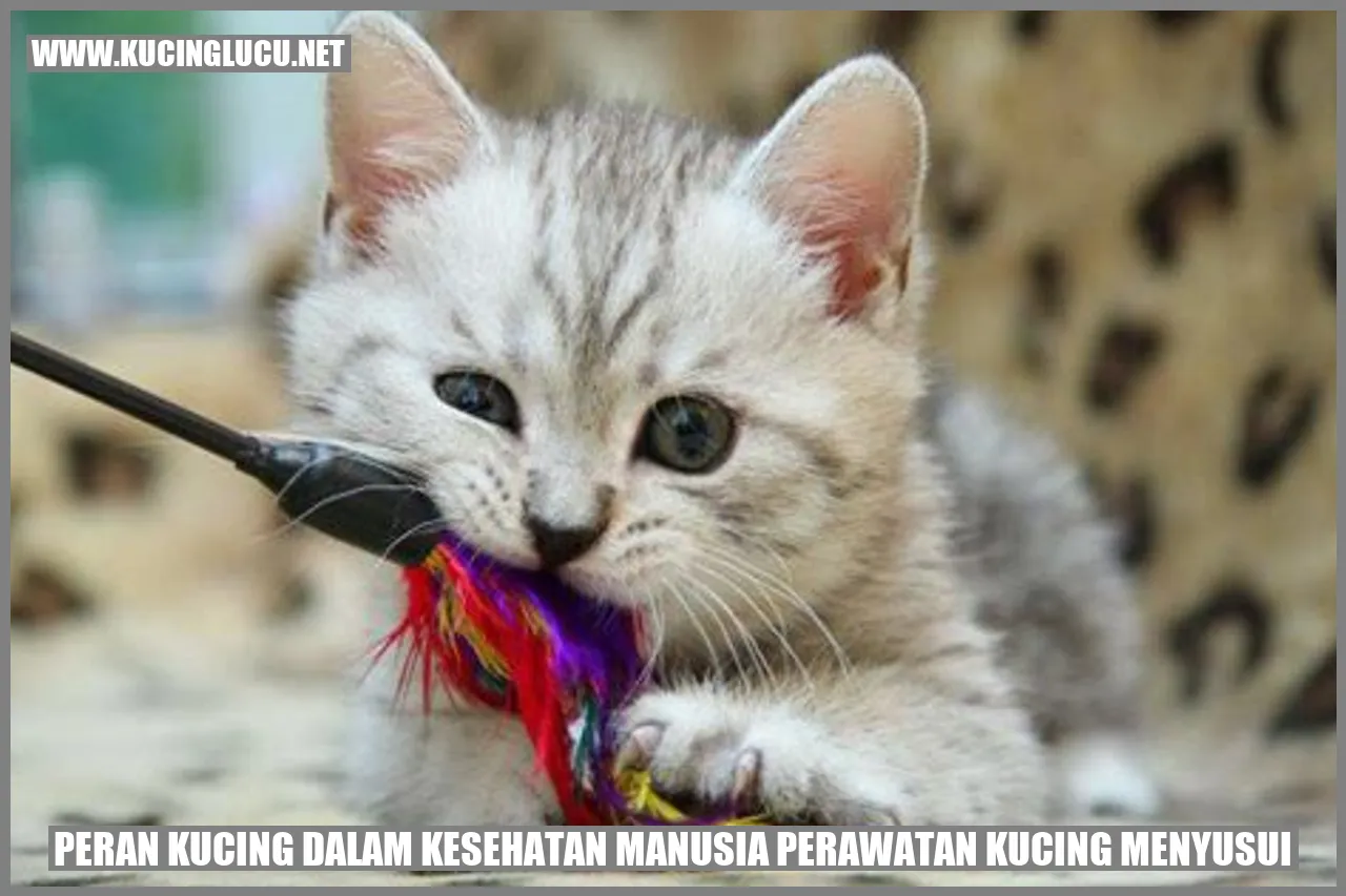 Peran Kucing dalam Kesehatan Manusia perawatan kucing menyusui