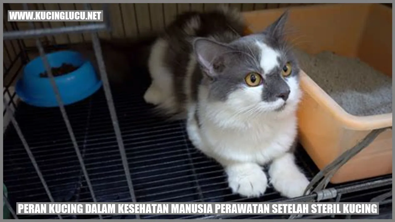 Peran Kucing dalam Kesehatan Manusia perawatan setelah steril kucing