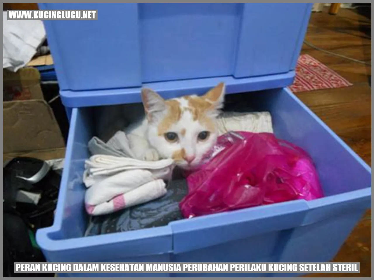 Peran Kucing dalam Kesehatan Manusia