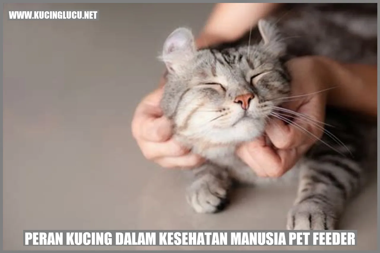 Gambar kucing