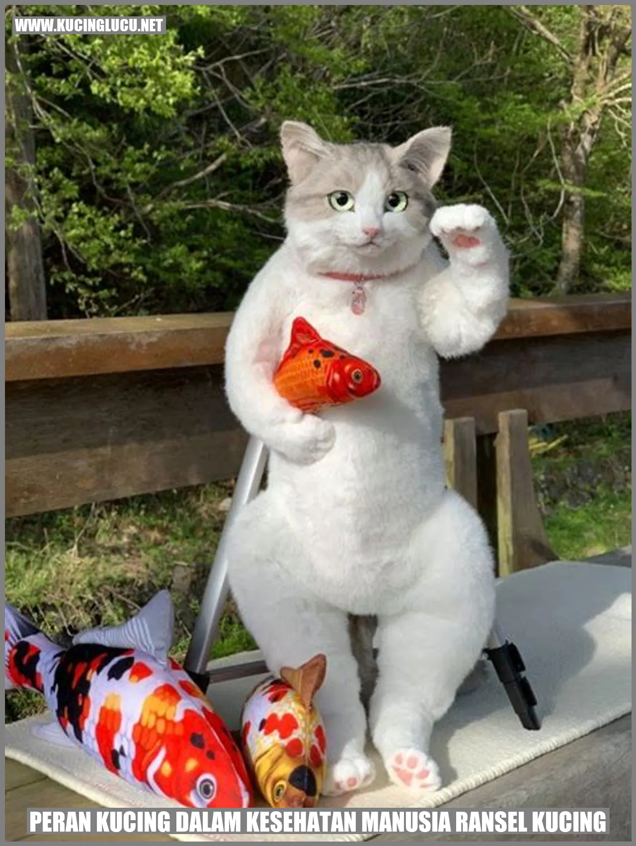 Kucing