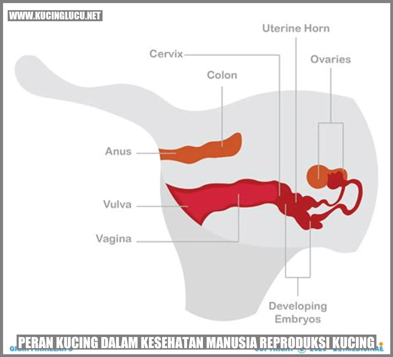 Peran Kucing dalam Kesehatan Manusia
