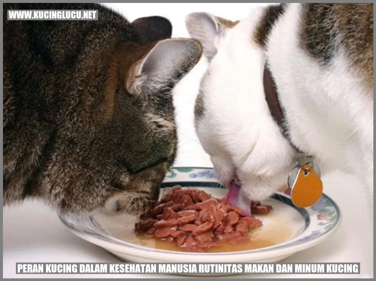 Gambar Kucing
