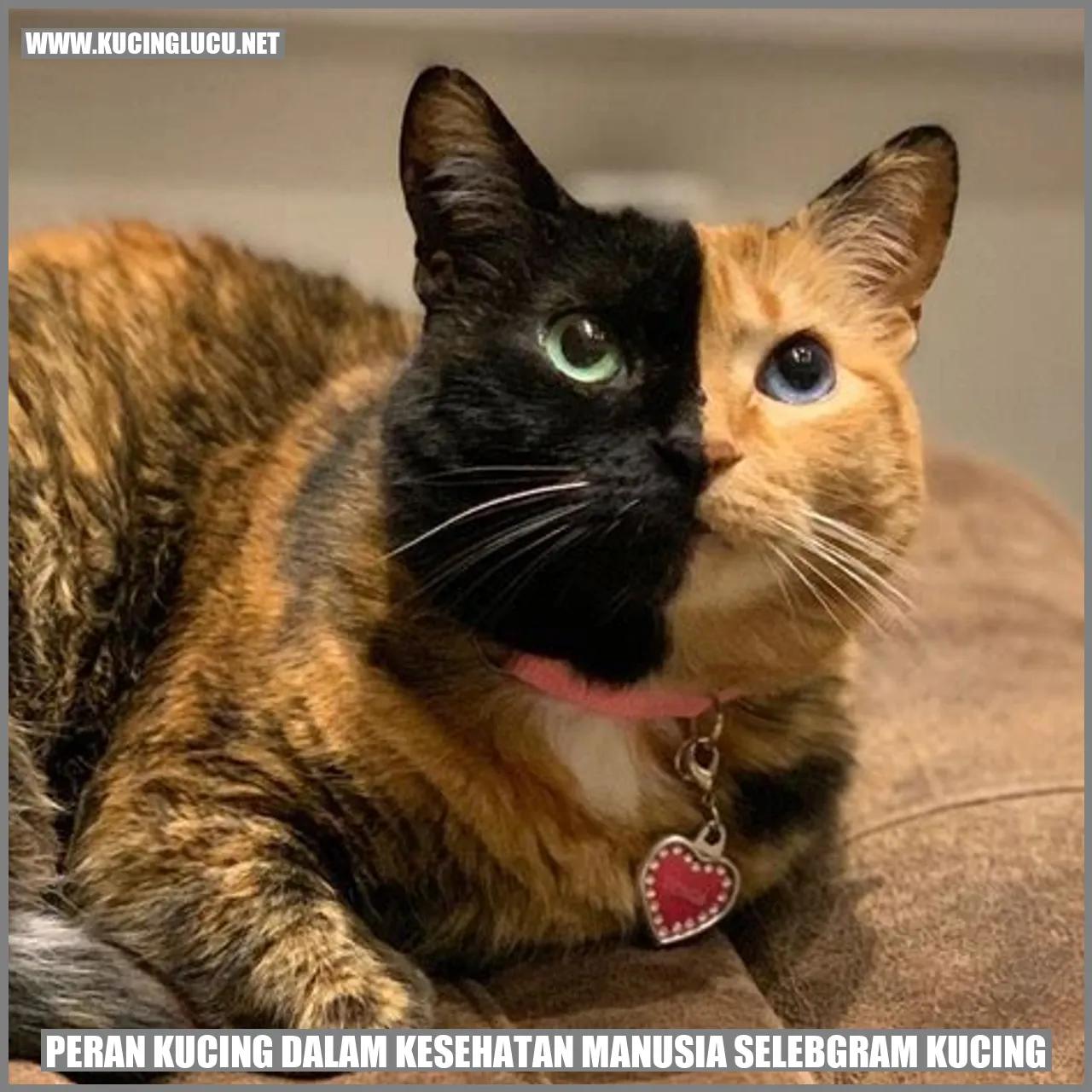 Peran Kucing dalam Kesehatan Manusia