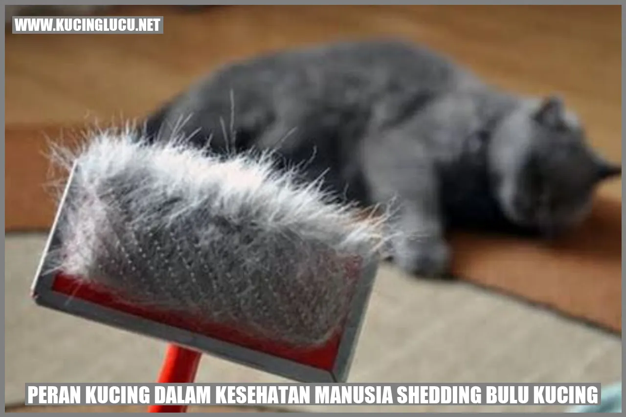 Gambar seekor kucing yang sedang mengalami shedding bulu