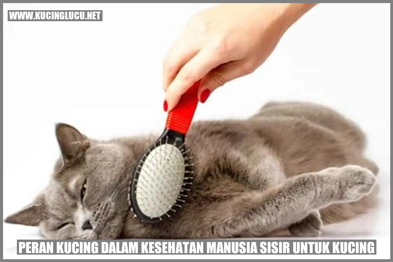 Kucing sisir