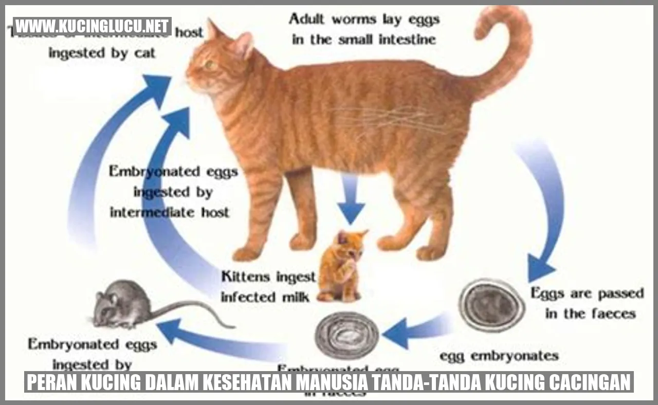Peran Kucing dalam Kesehatan Manusia