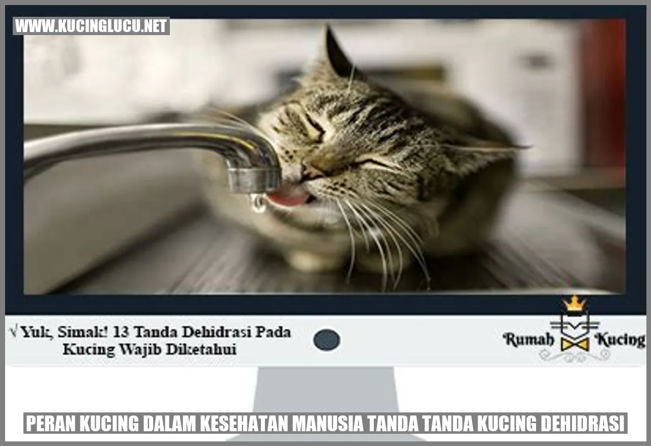 Kucing yang sehat dan bermanfaat untuk kesehatan manusia