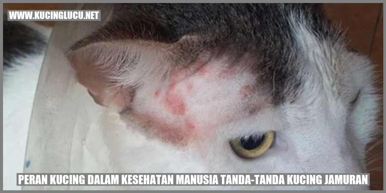 Peran Kucing dalam Kesehatan Manusia tanda-tanda kucing jamuran