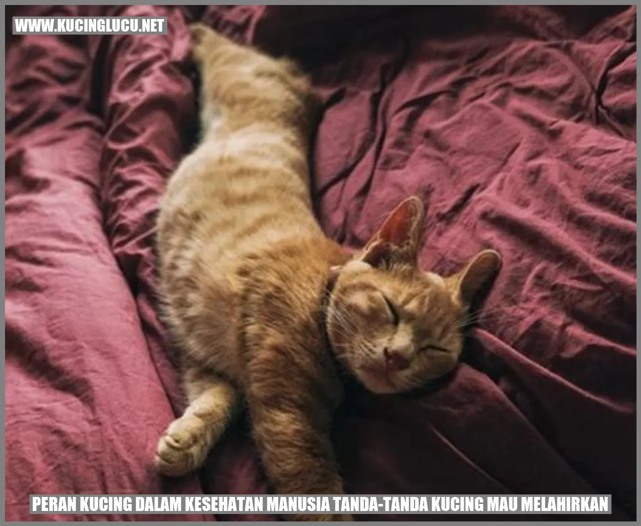 Manfaat Kucing untuk Kesehatan Manusia dan Tanda-Tanda Melahirkan Kucing