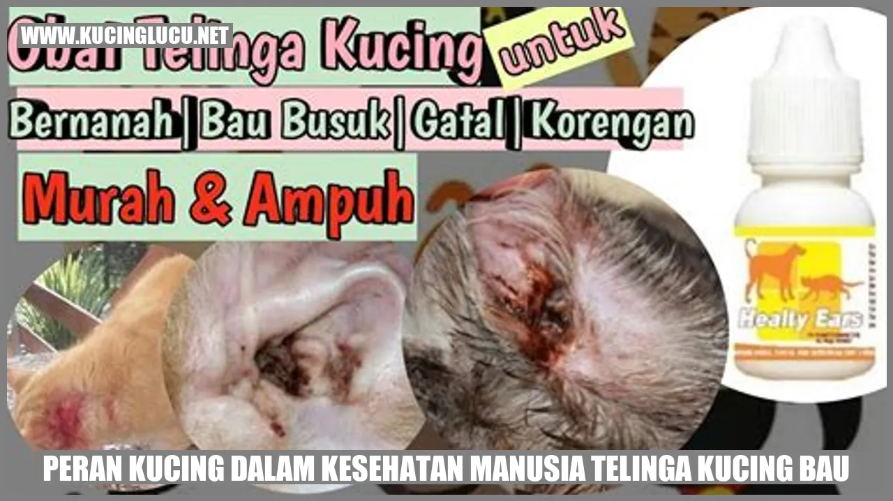Gambar kucing mengendus bau
