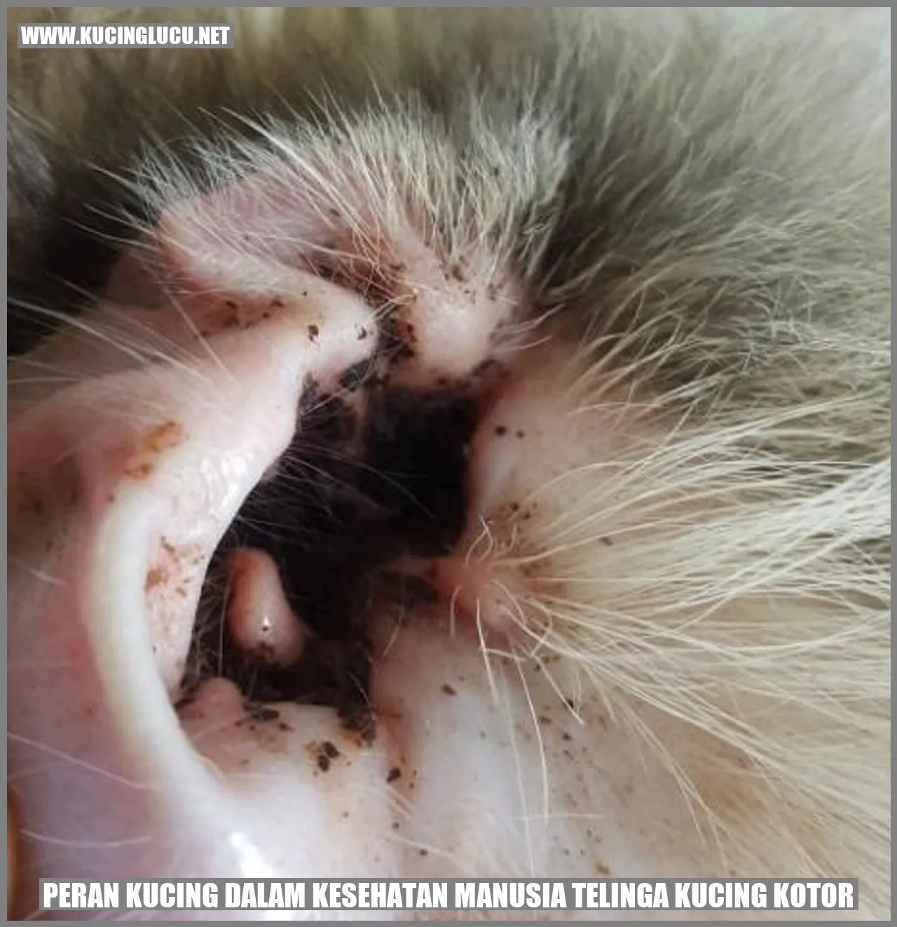Peran Kucing dalam Kesehatan Manusia