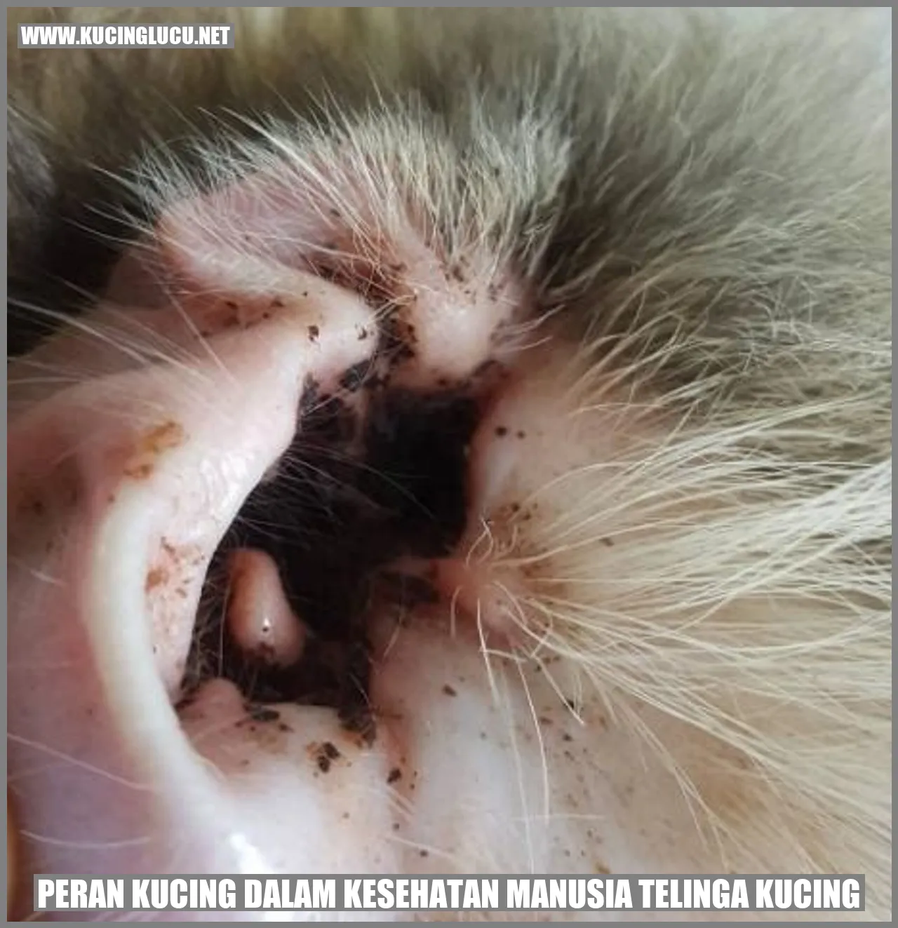 Peran Kucing dalam Kesehatan Manusia