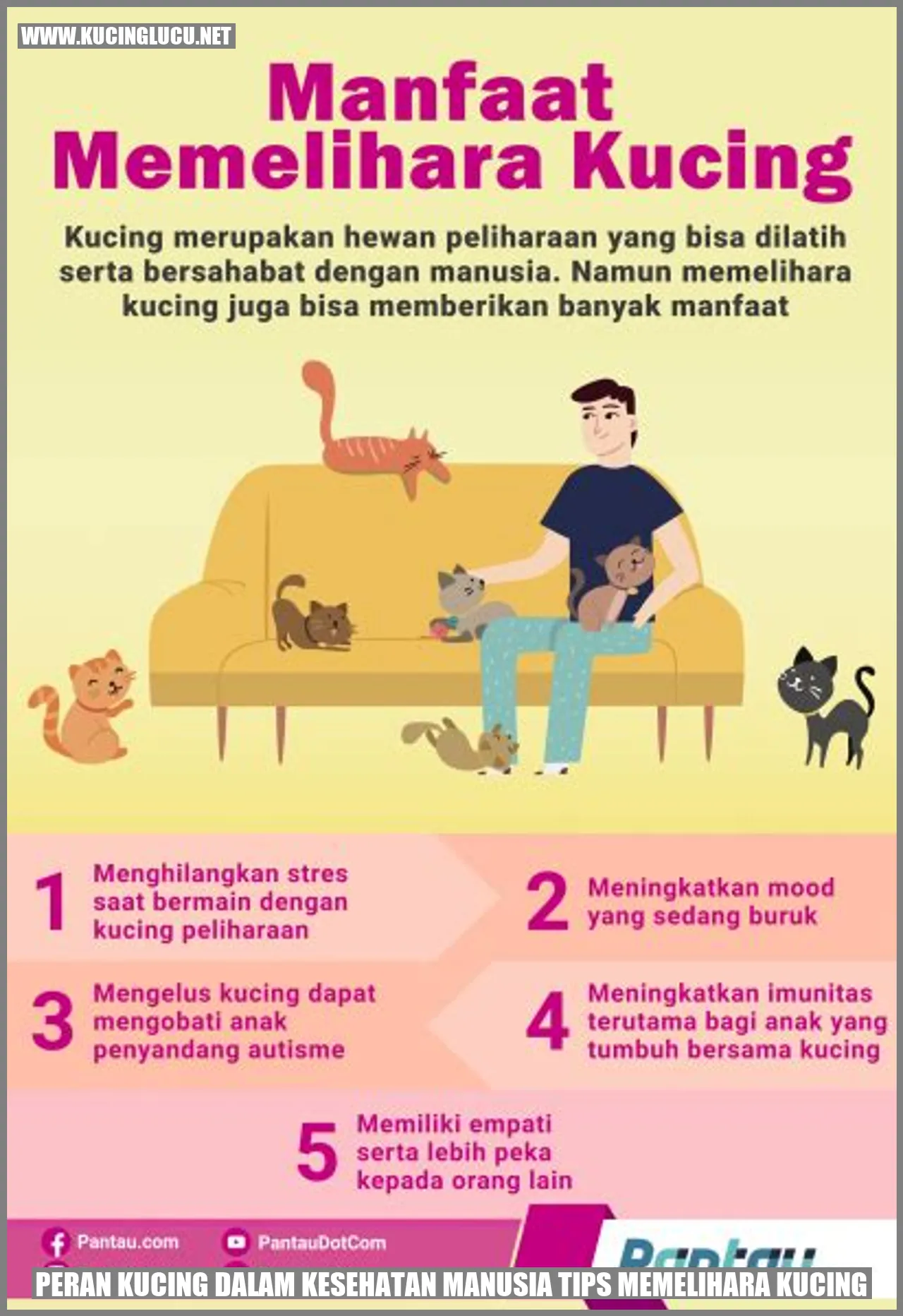 gambar kucing