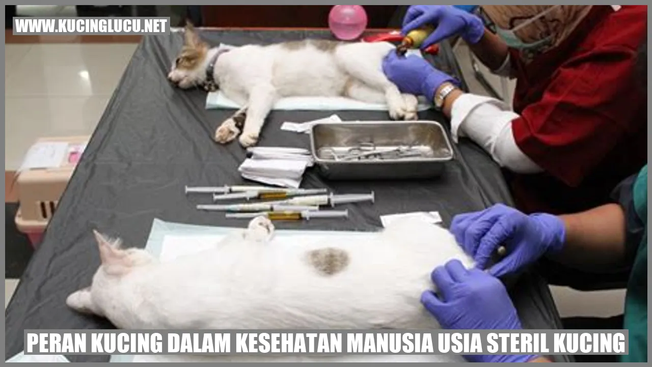 Peran Kucing dalam Kesehatan Manusia