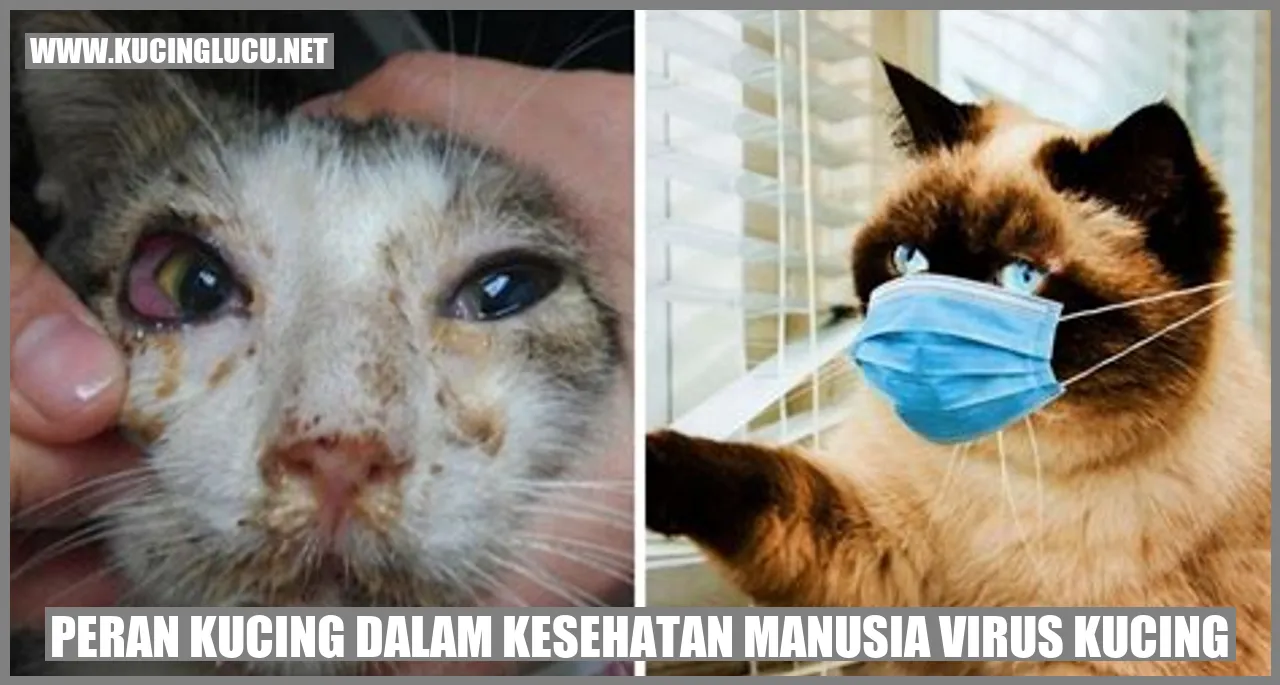 Peran Kucing dalam Kesehatan Manusia virus kucing