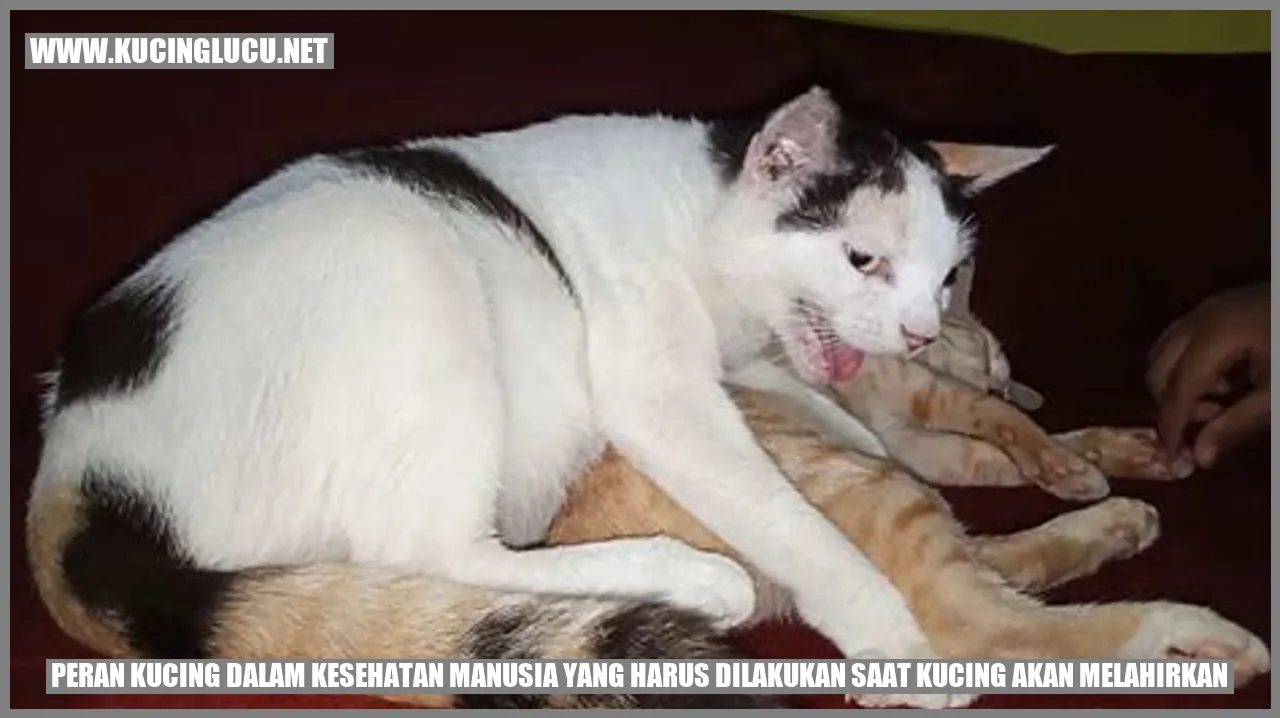 Peran Kucing dalam Kesehatan Manusia yang harus dilakukan saat kucing akan melahirkan