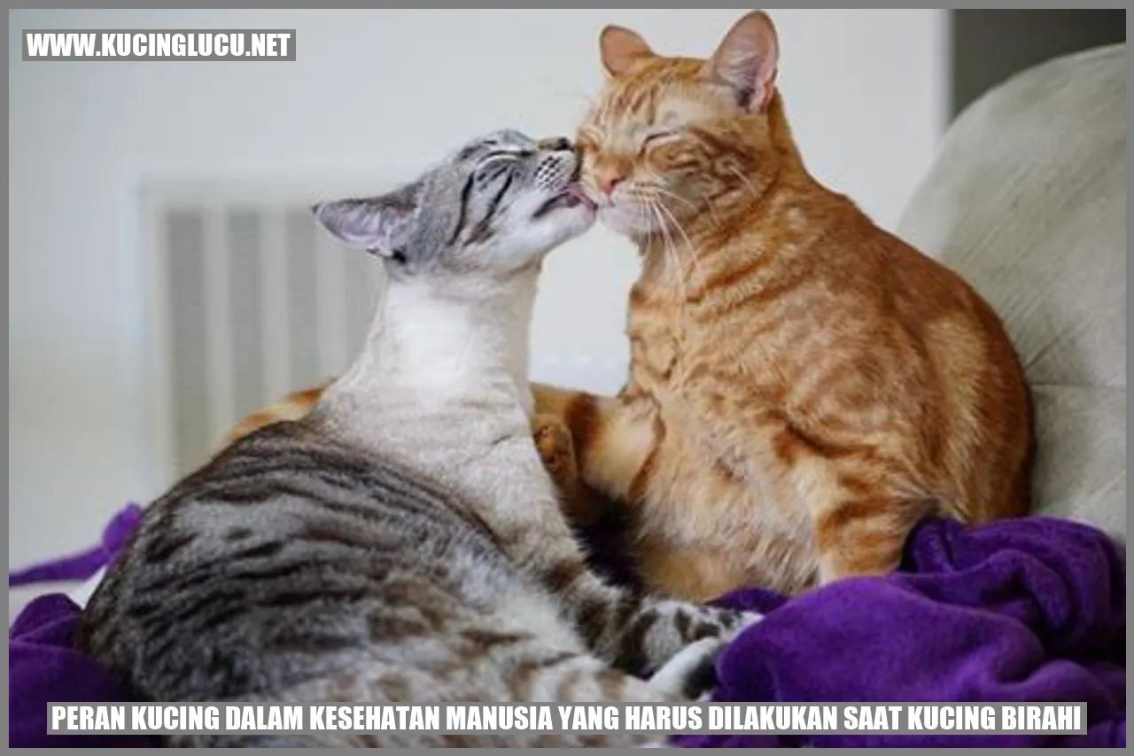 Peran Kucing dalam Kesehatan Manusia