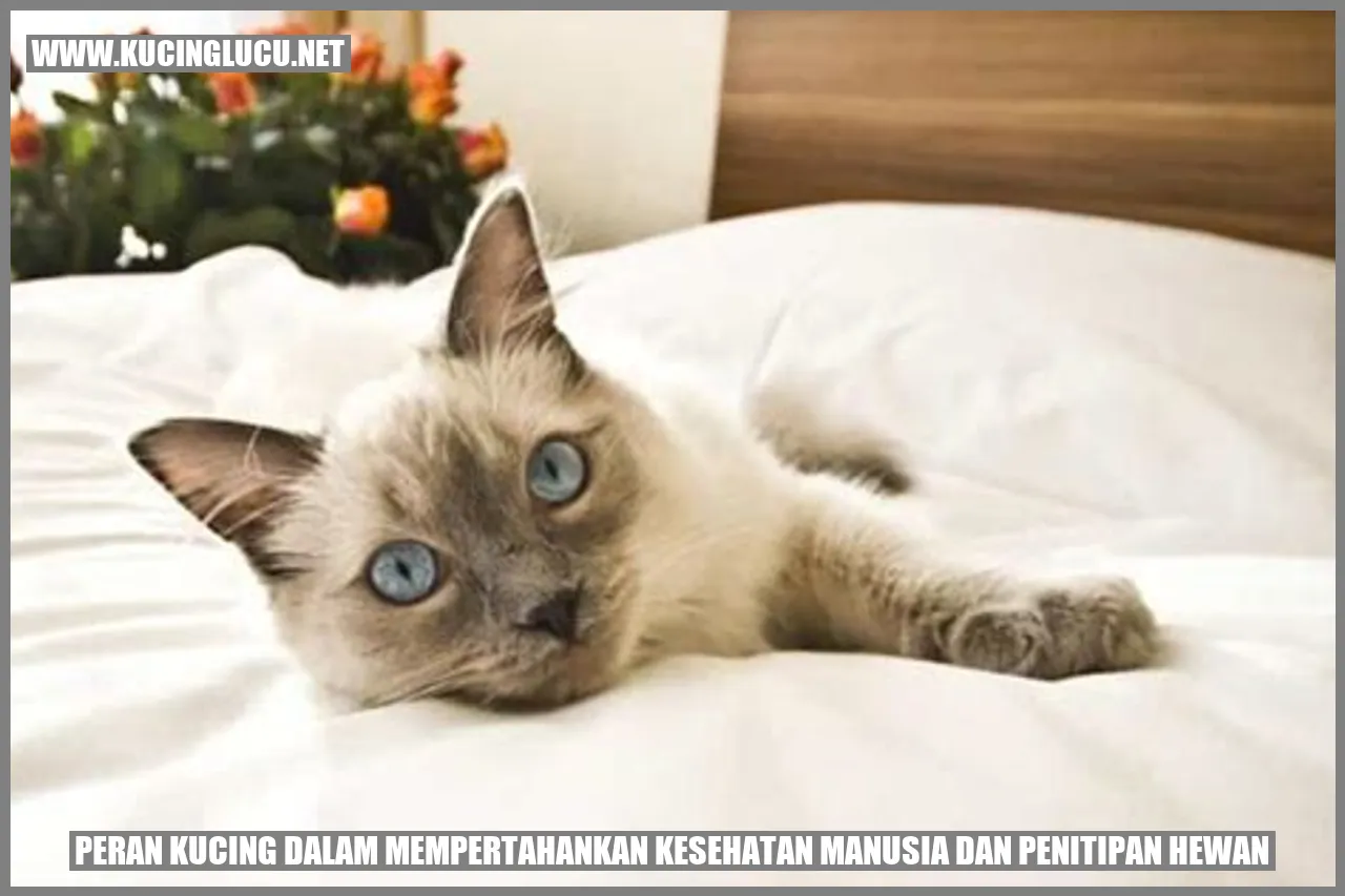 Peran Kucing dalam Mempertahankan Kesehatan Manusia dan penitipan hewan