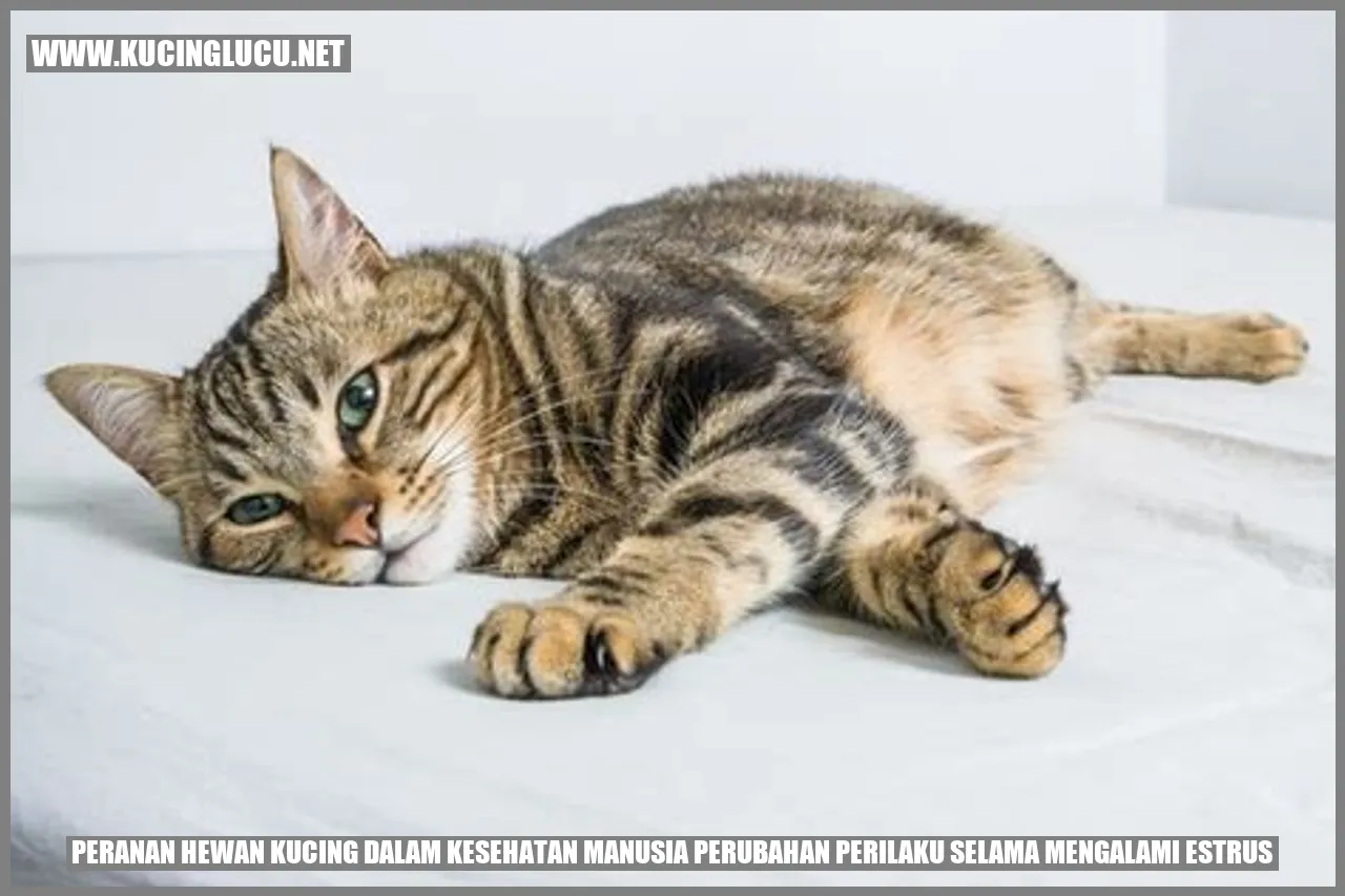 Peranan Hewan Kucing dalam Kesehatan Manusia perubahan perilaku selama mengalami estrus