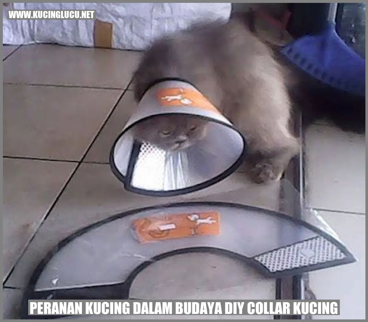 Gambar Kucing dengan Collar