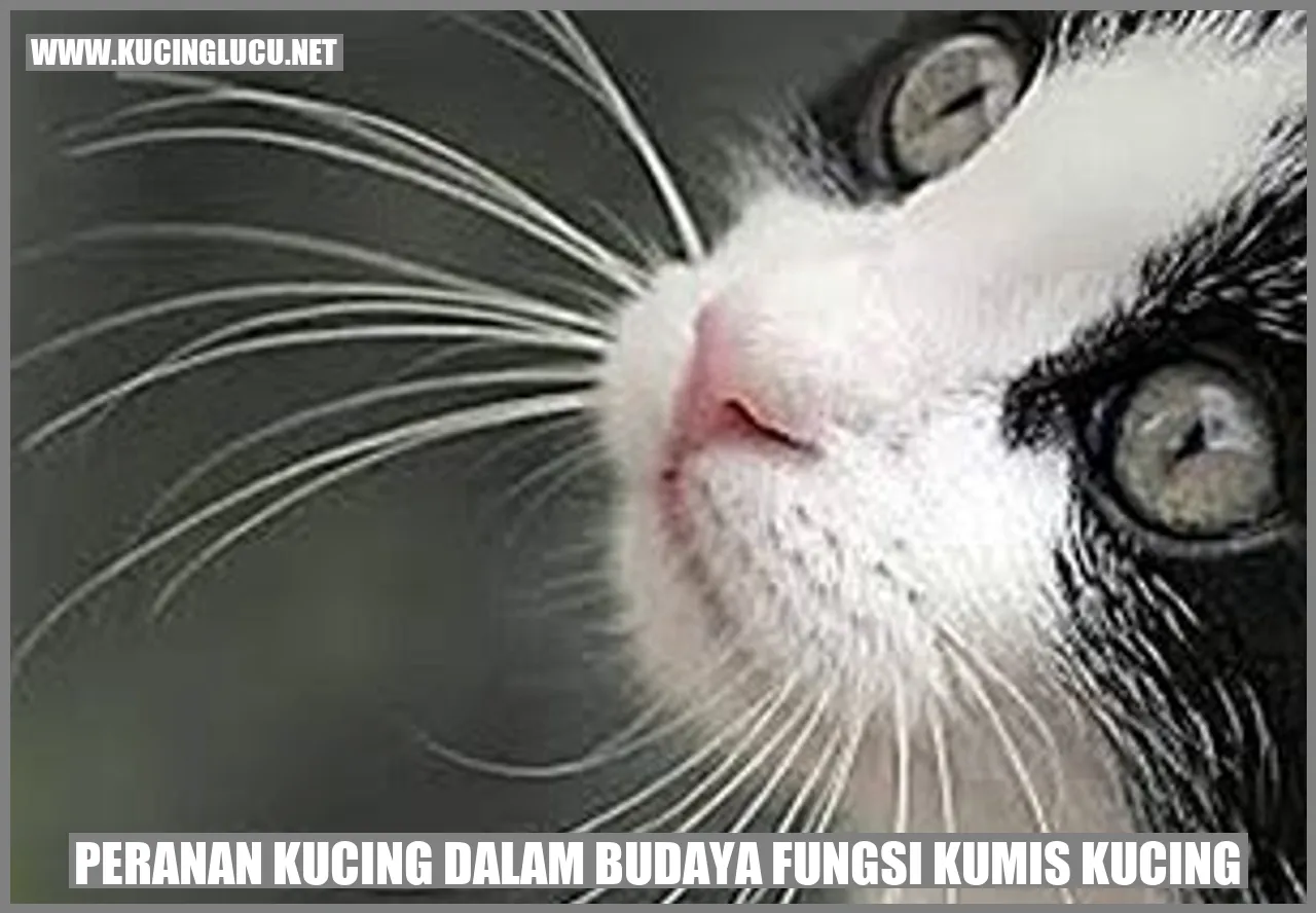 Gambar Kucing yang Menggemaskan