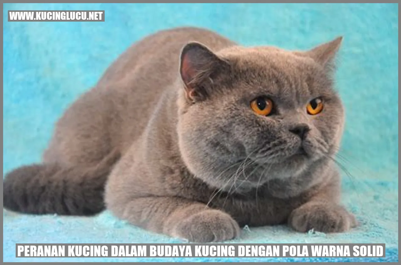 Kucing dengan Bulu Solid