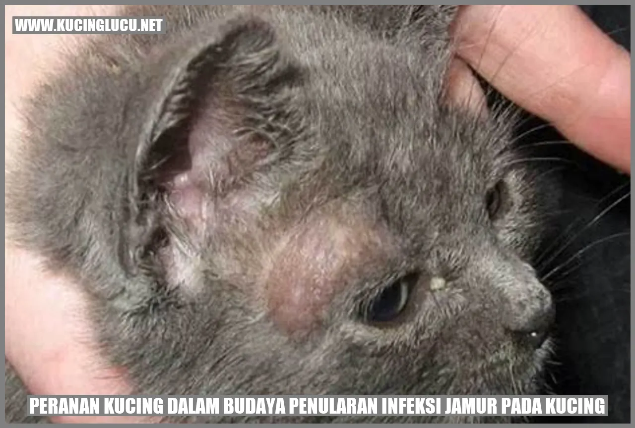 Peranan Kucing dalam Budaya penularan infeksi jamur pada kucing
