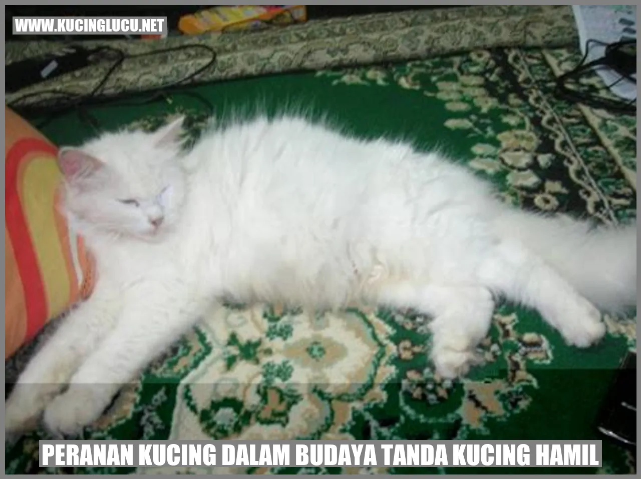 Peranan Kucing dalam Budaya tanda kucing hamil