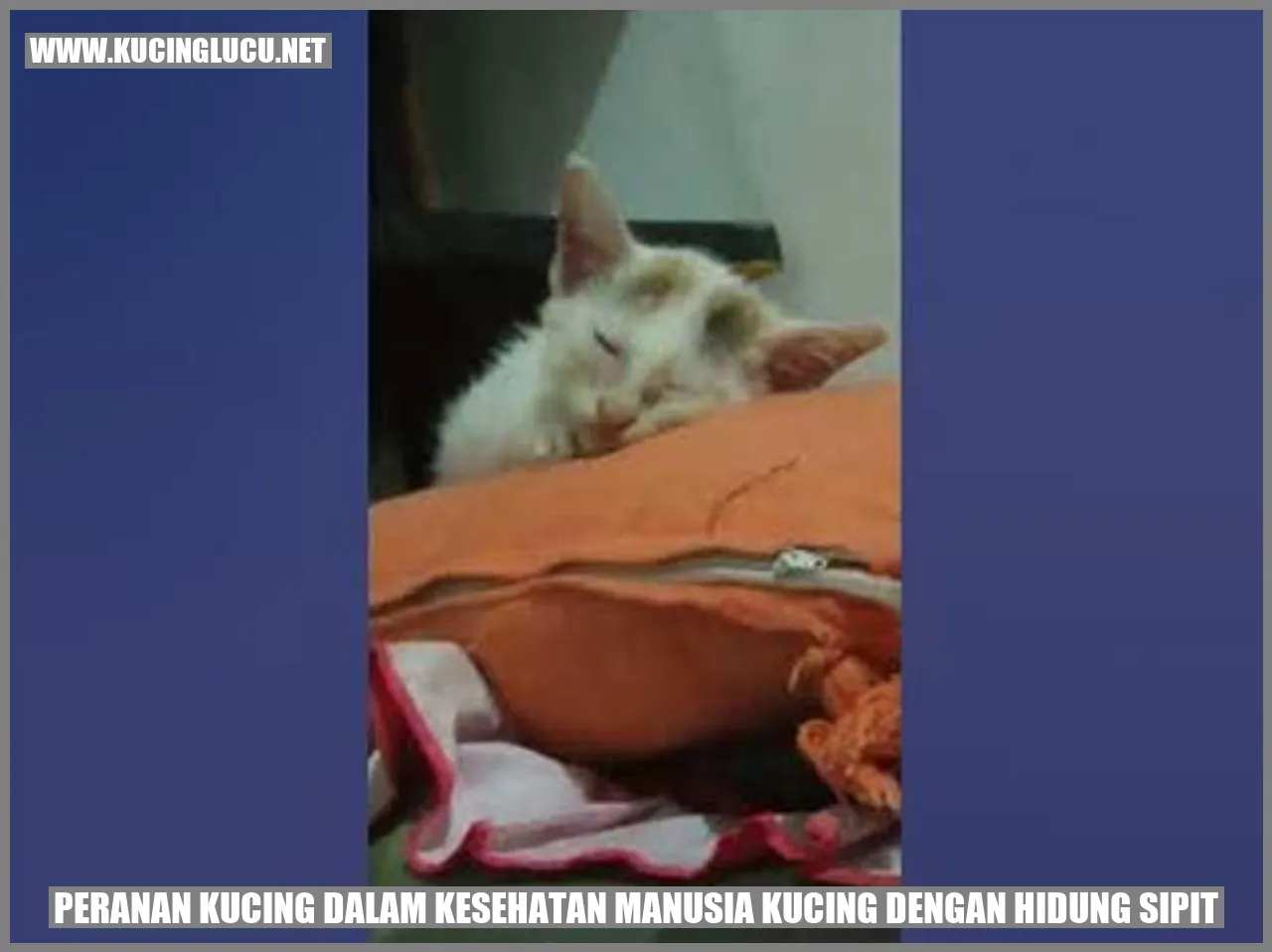 Peranan Kucing dalam Kesehatan Manusia