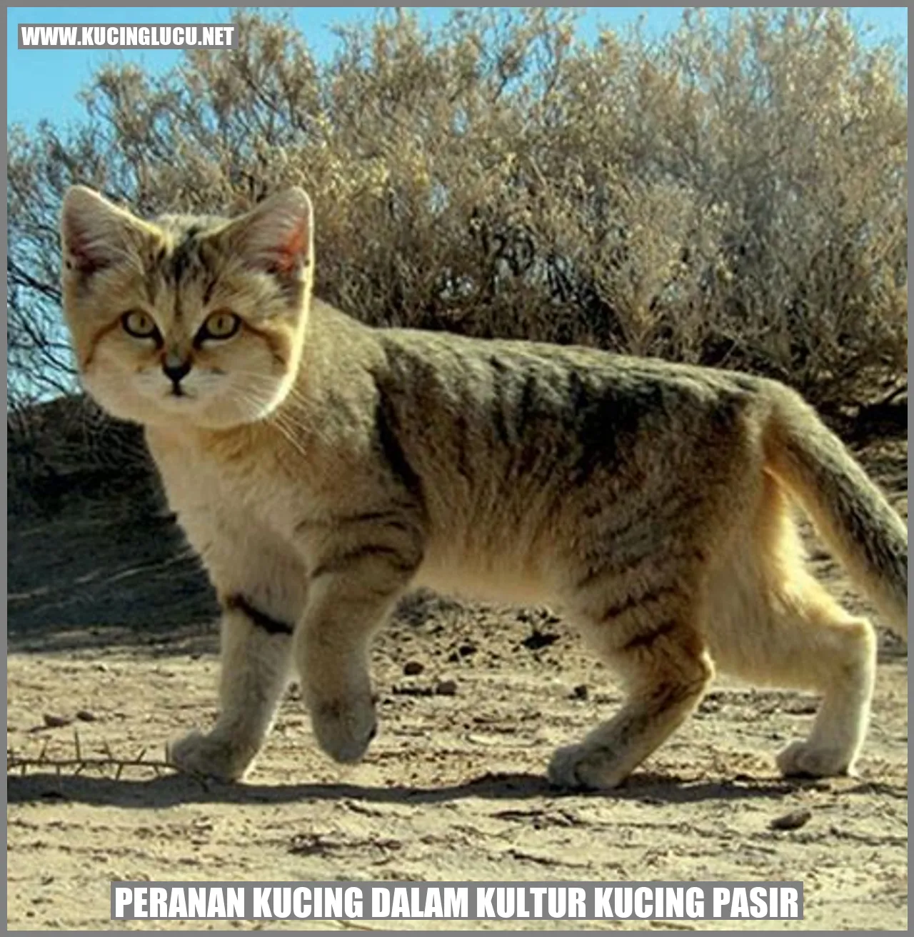 Peran Kucing dalam Budaya Pasir Kucing