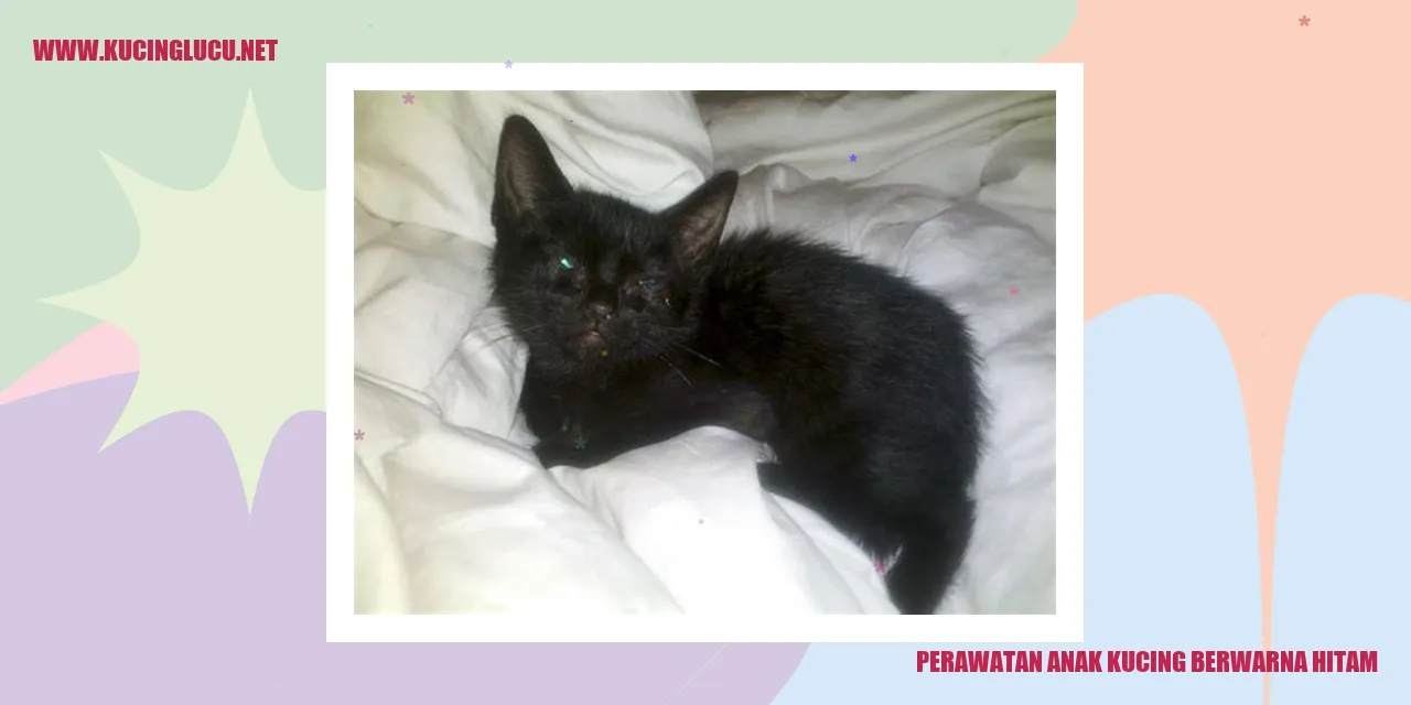 Gambar anak kucing berwarna hitam