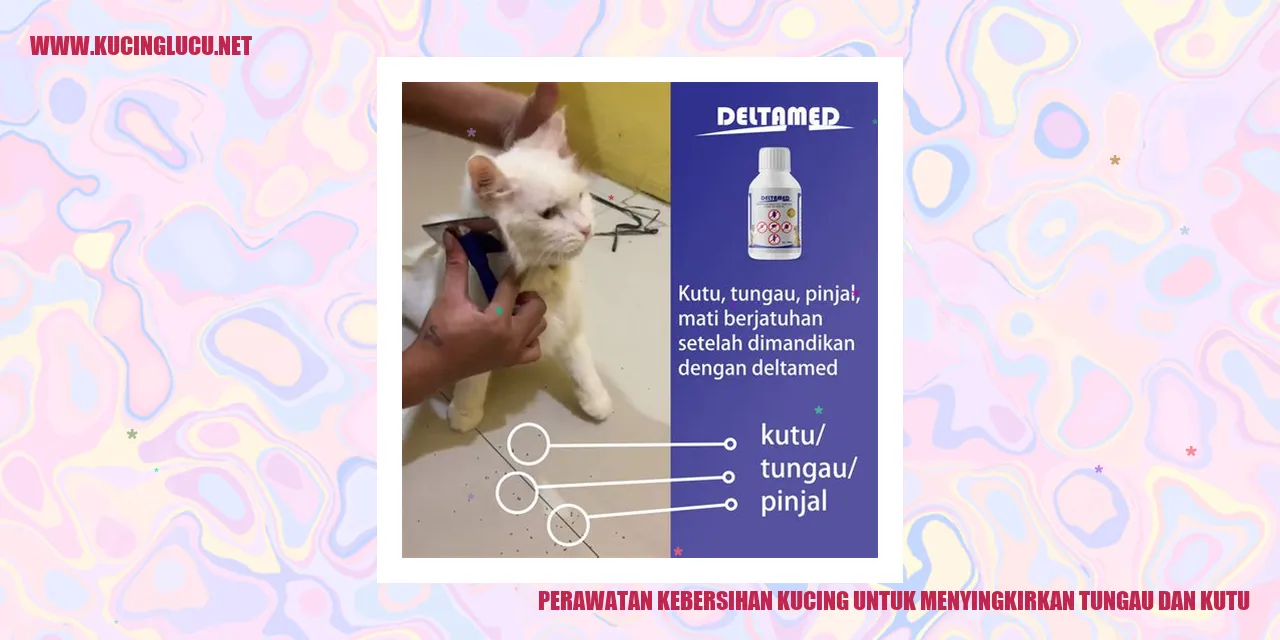 Gambar kucing