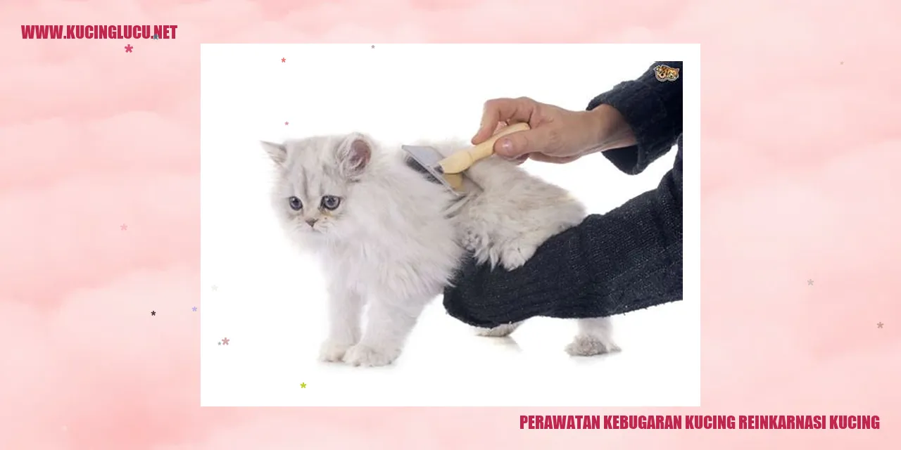 foto kucing