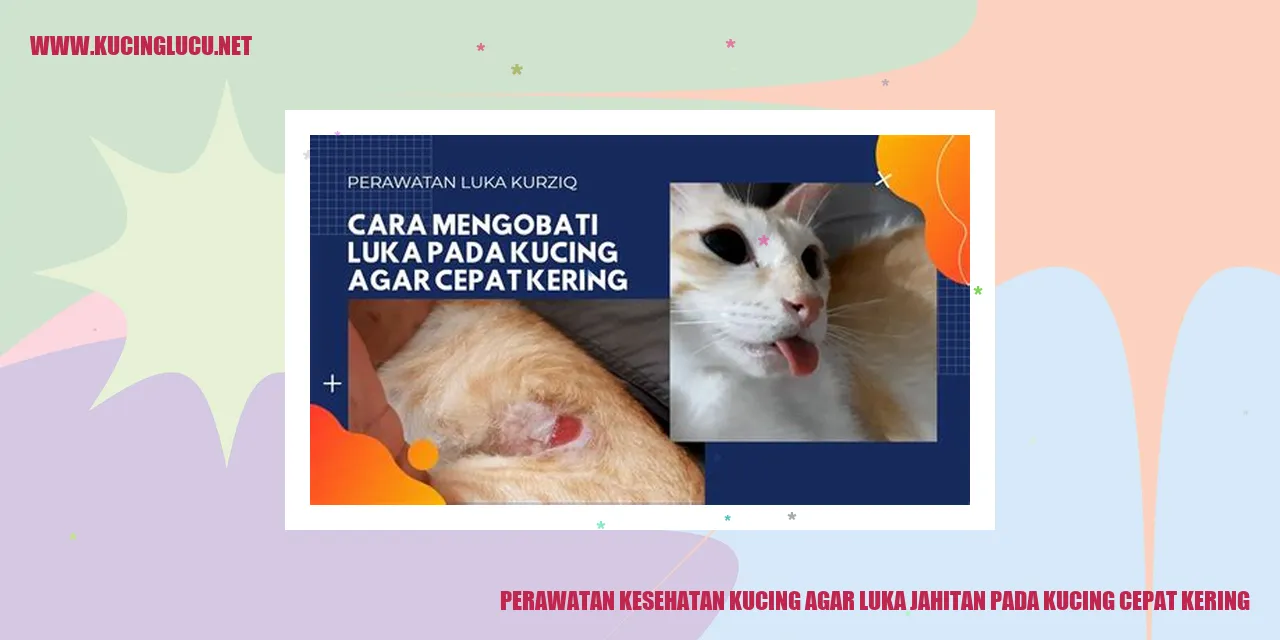 Perawatan Kesehatan Kucing