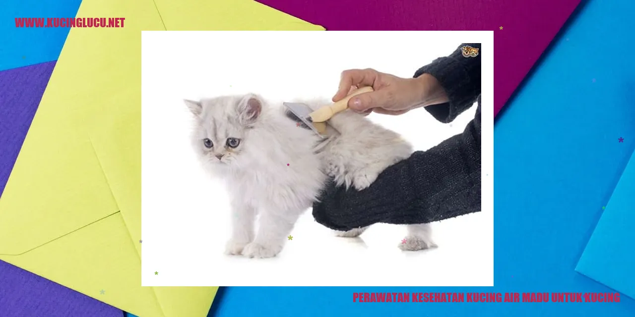 Perawatan Kesehatan Kucing air madu untuk kucing