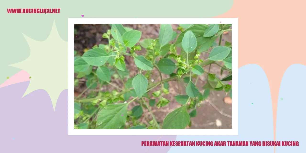 Kucing Gemar Melibas Akar Tanaman