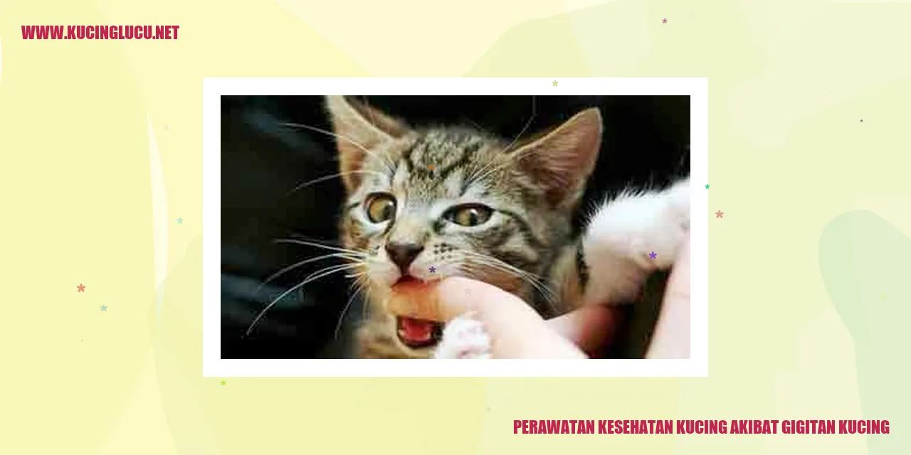 Perawatan Kesehatan Kucing akibat gigitan kucing