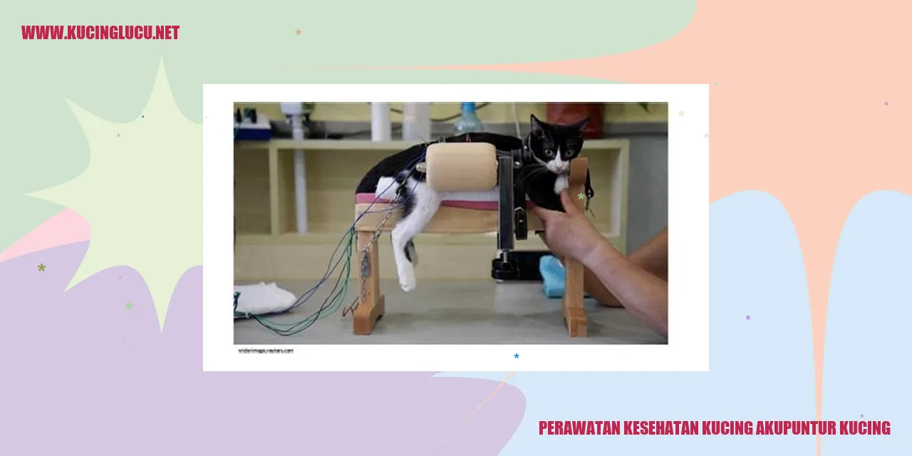 gambar kucing dengan akupuntur