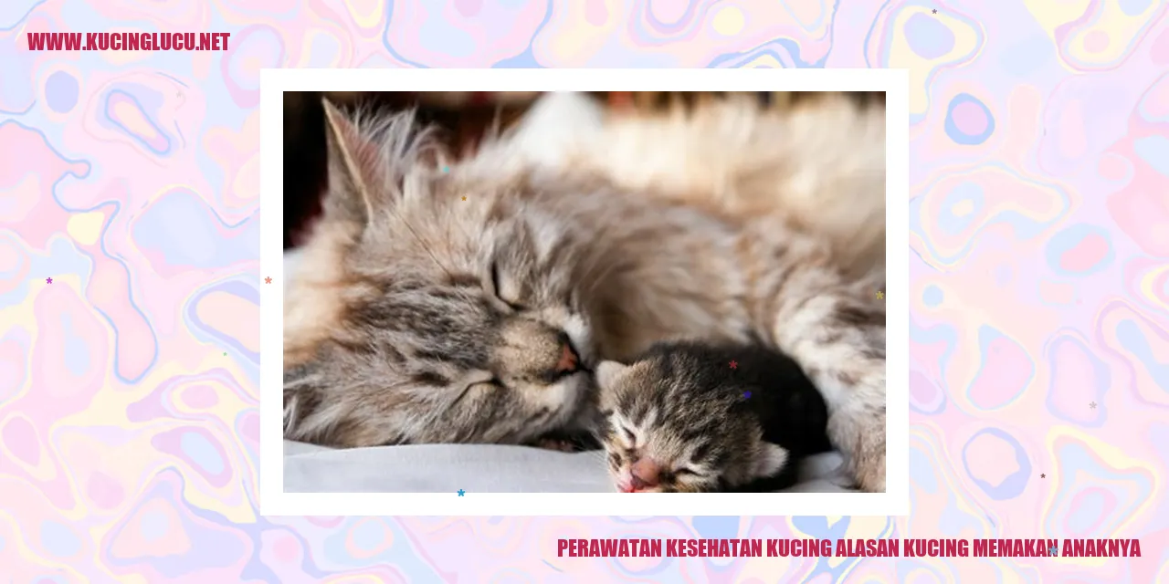 Perawatan Kesehatan Kucing alasan kucing memakan anaknya